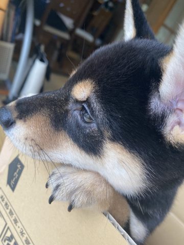 はじめまして、嶋田です