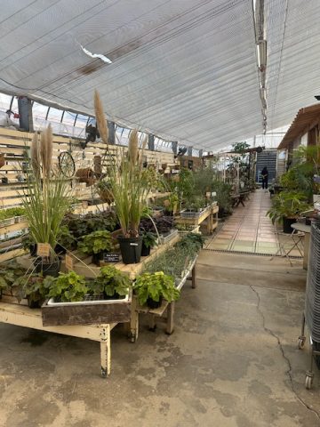 観葉植物のある生活
